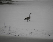 Photo by Judy P.